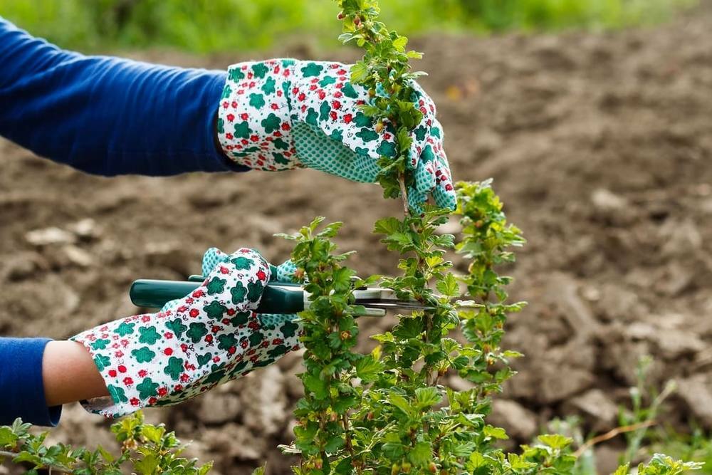 Уход за деревьями и растениями в садах Москвы и Московской области